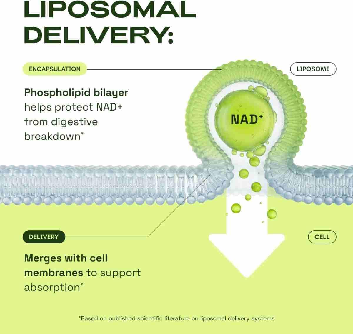 Cata-Kor Liposomal NAD+ Supplement with Resveratrol 500mg – Trans-Resveratrol 50mg for Cellular Energy & Healthy Aging - Image 4